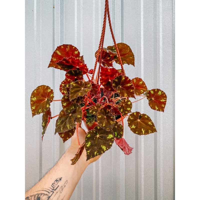 6 Begonia ‘Kit Kat’ (Hanging Basket)