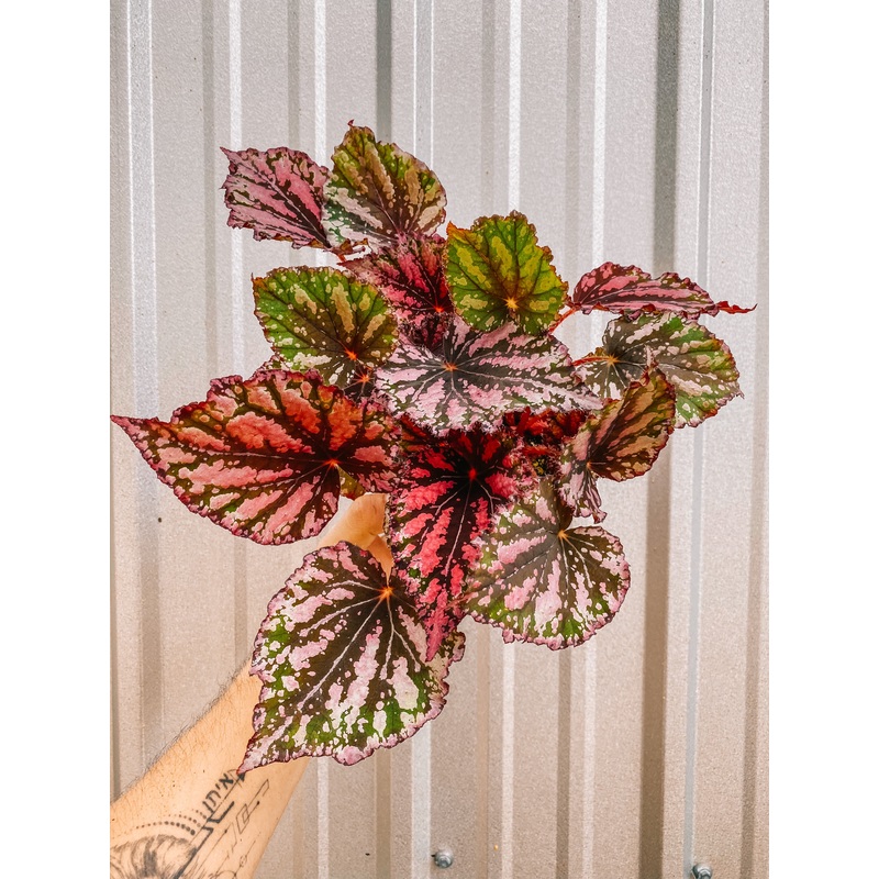 6 Begonia ‘Lacey Closson’