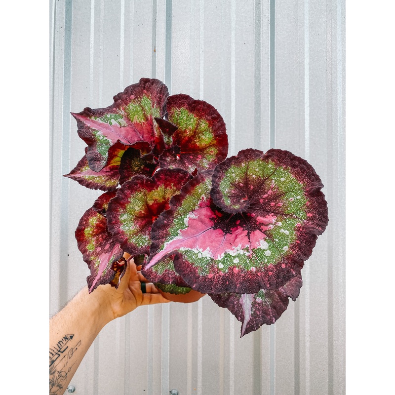 6 Begonia ‘Marion’s Purple Curl