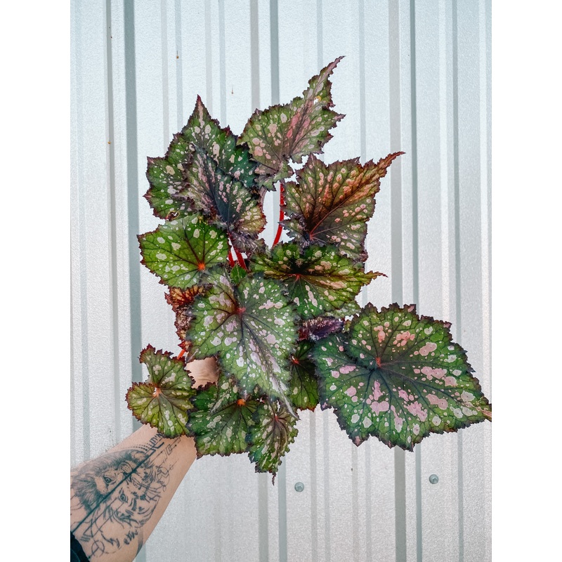6 Begonia ‘Michael’s Unknown’