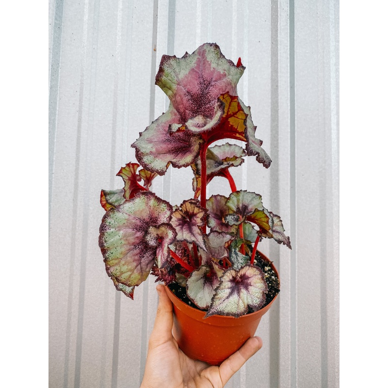 6 Begonia ‘Nebula’