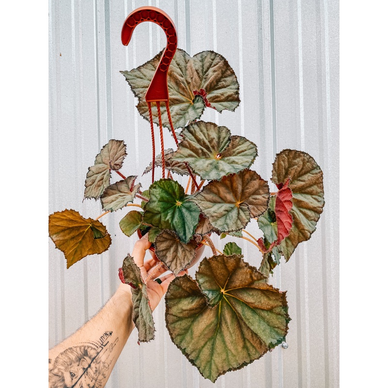 6 Begonia ‘Nite Satin’ (Hanging Basket)