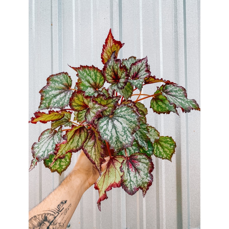 6 Begonia ‘Ring of Fire’