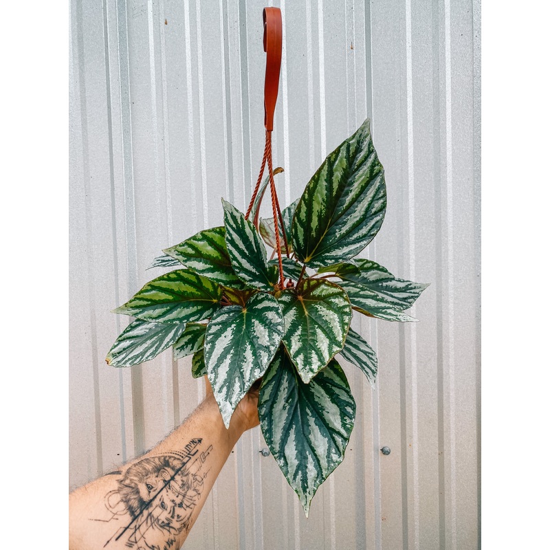 6 Begonia ‘U604’ (Hanging Basket)