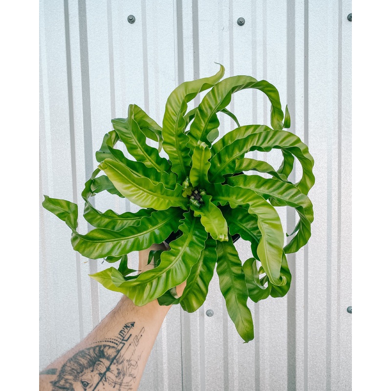 6 Birds Nest Fern ‘Hurricane’
