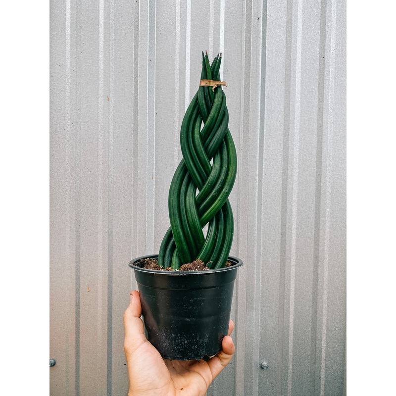 6 Braided Cylindrica ‘Dragon Fingers’