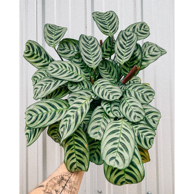 6 Calathea ‘Burle Marx’