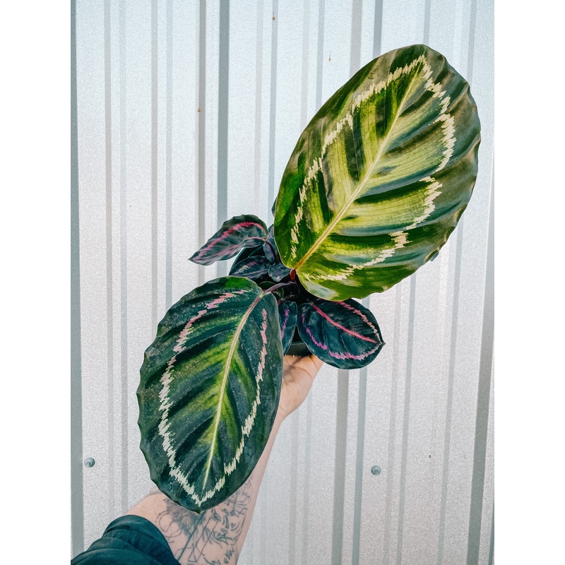 6 Calathea ‘Roseopicta’