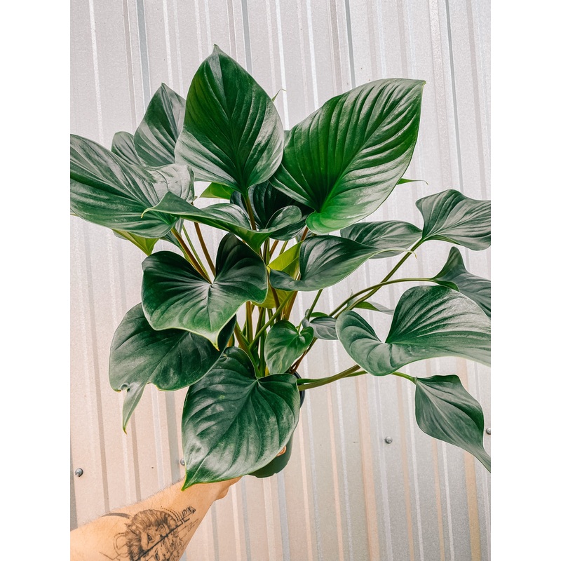 6 Homalomena ‘Emerald Gem’