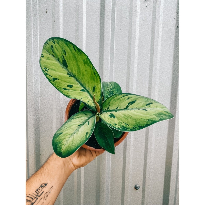 6 Homalomena ‘Selby’