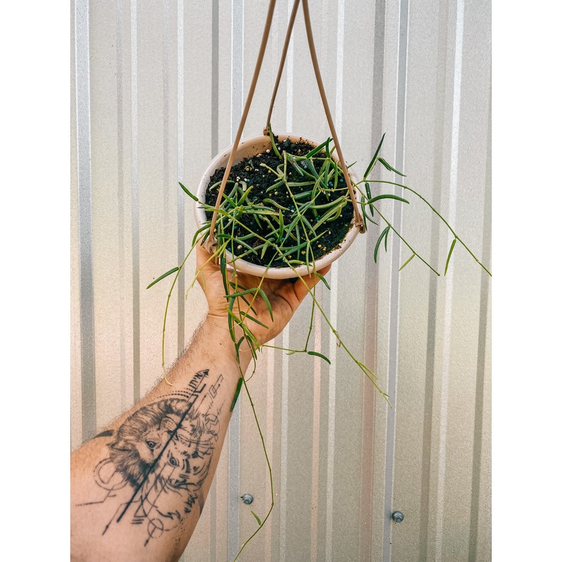 6 Hoya ‘Linearis’ (Hanging Basket)
