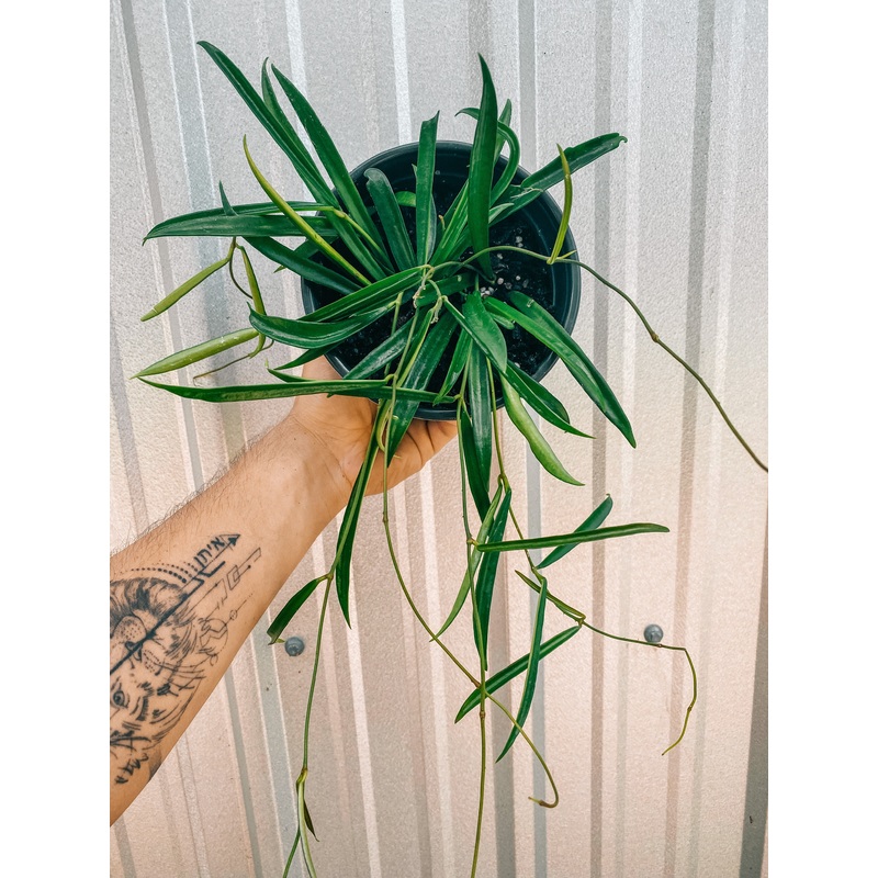 6 Hoya ‘Shepherdii’