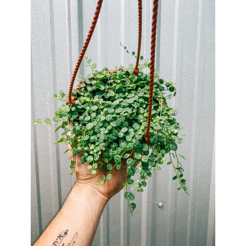 6 Peperomia Prostrata ‘String of Turtles’ (Hanging Basket)
