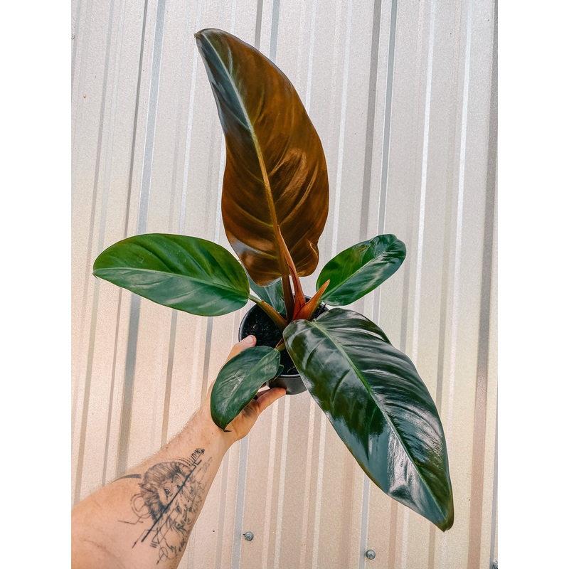 6 Philodendron ‘Imperial Red’