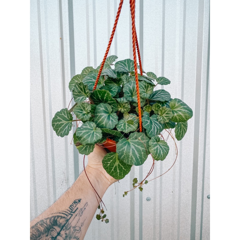6 Strawberry Begonia (Hanging Basket)