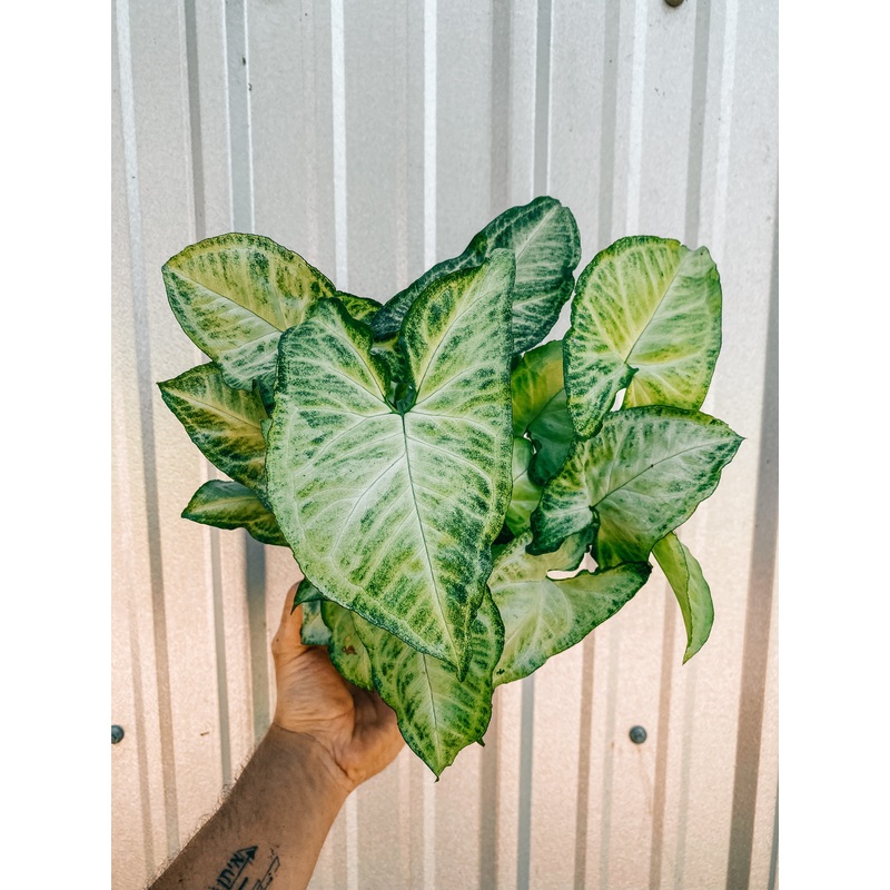 6 Syngonium ‘White Butterfly’