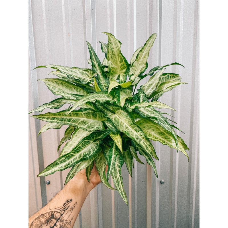 6 Syngonium ‘White Butterfly’ Narrow