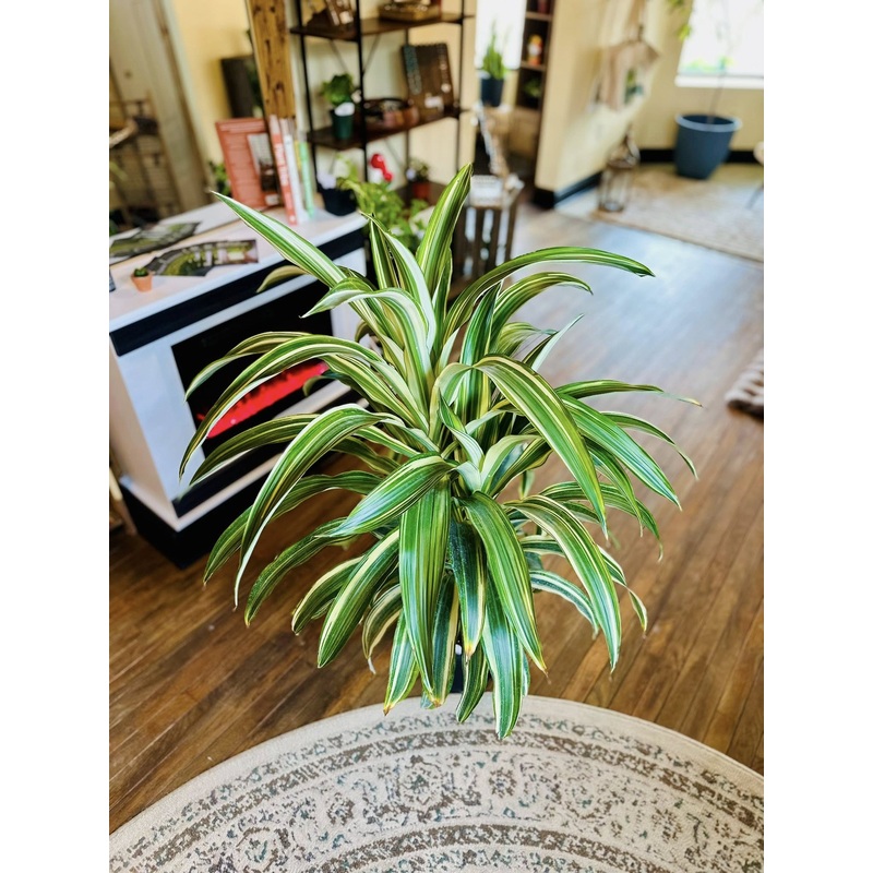 10 Dracaena Greenbow