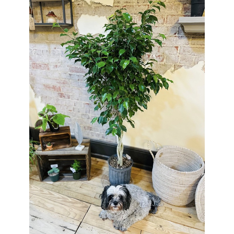 10 Ficus Benjamina