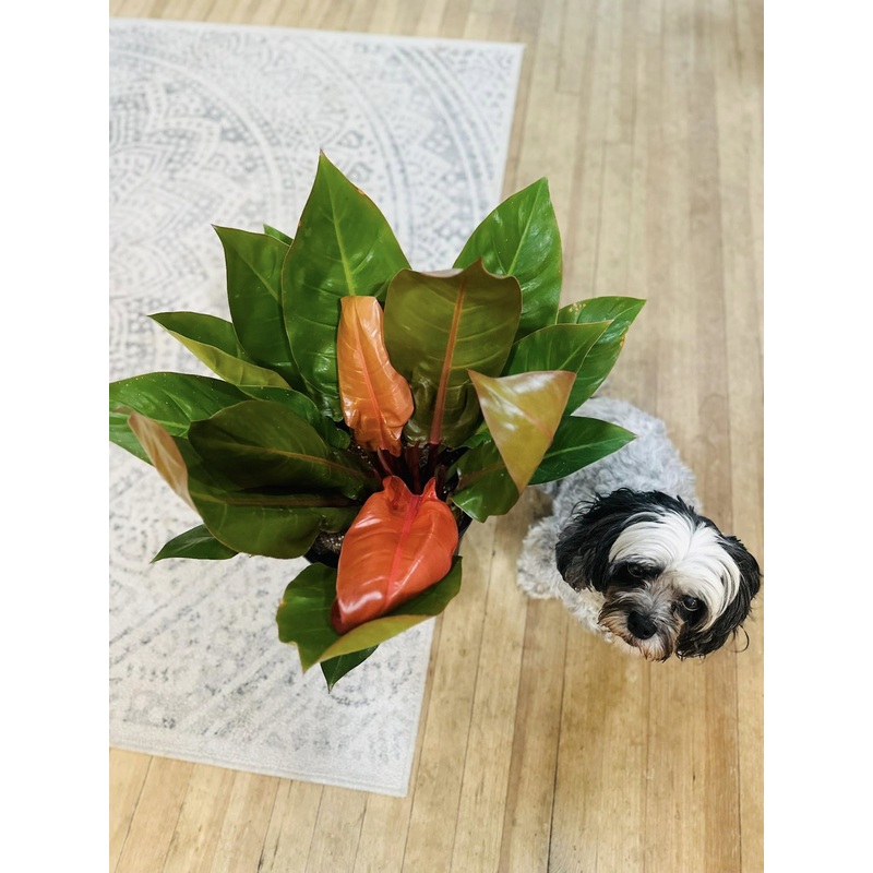 10 Philodendron Prince of Orange