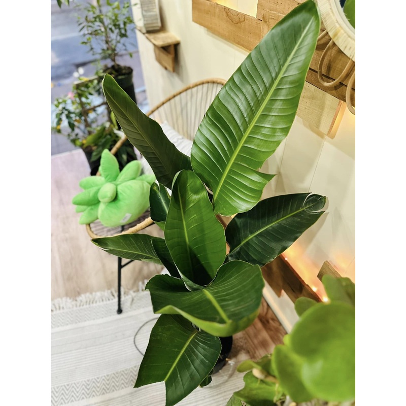 10 Strelitzia White Bird of Paradise