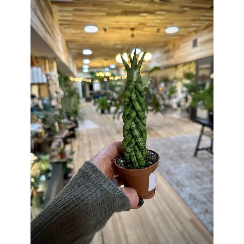 2.5 Braided Snake Plant