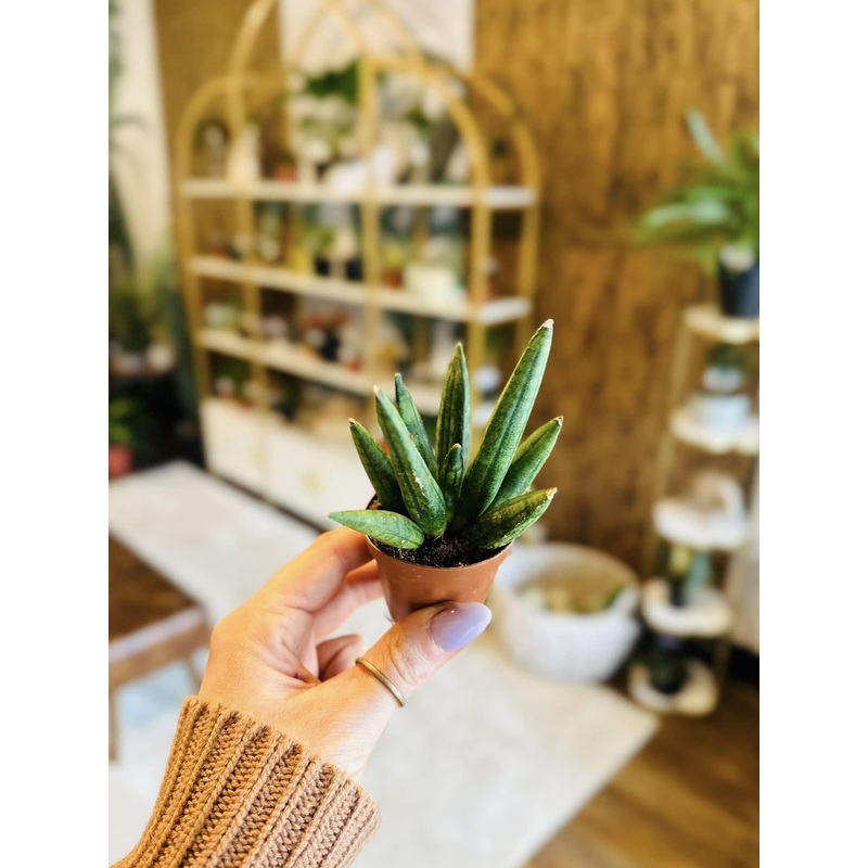 2 Hedgehog Snake Plant