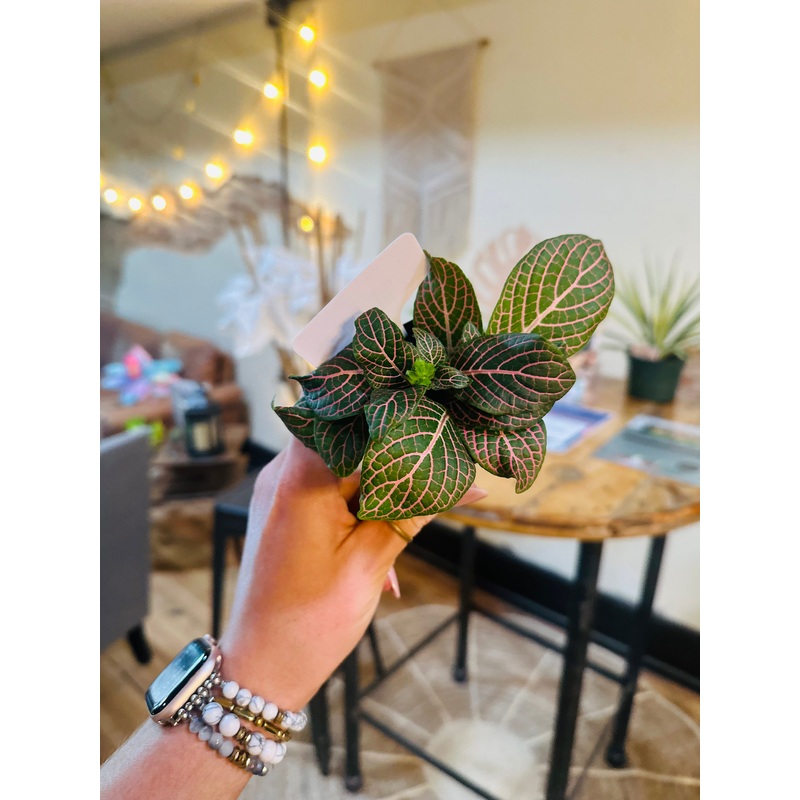 3 Fittonia Pink