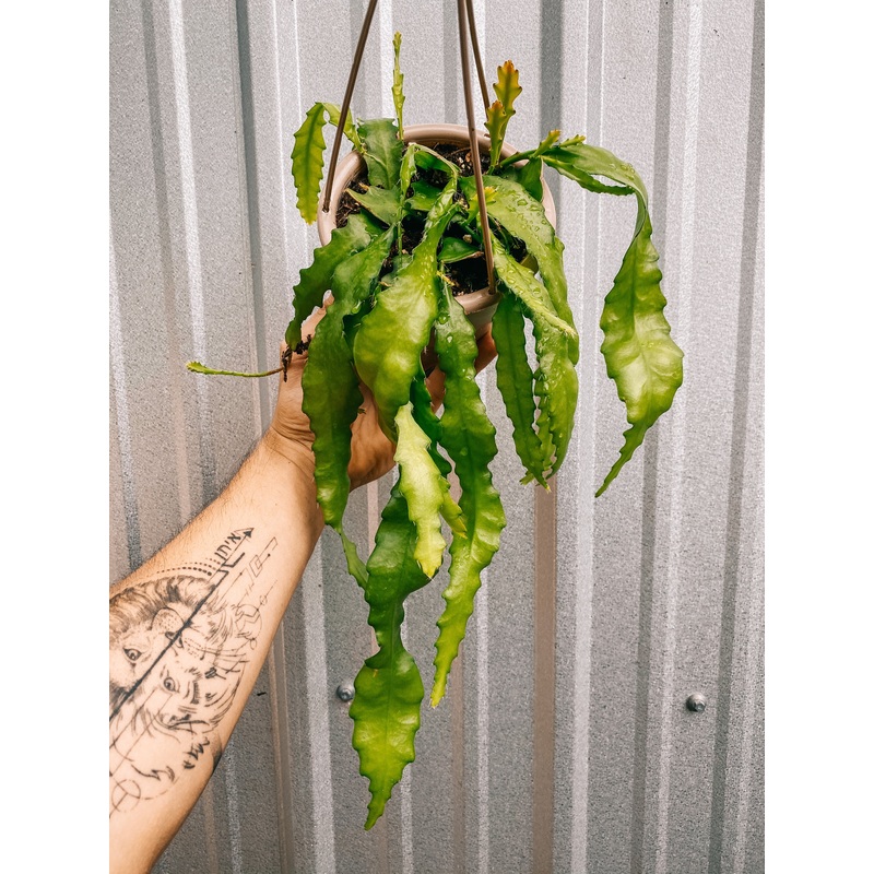 4.5 Epiphyllum ‘Orchid Cactus’ (Hanging Basket)