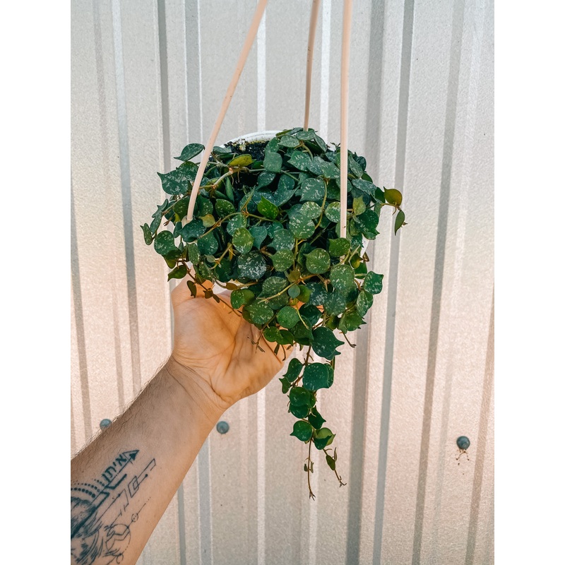4.5 Hoya ‘Curtisii’ (Hanging Basket)