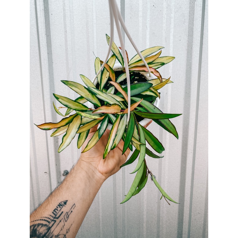 4.5 Hoya Kentiana Variegated (hanging basket)