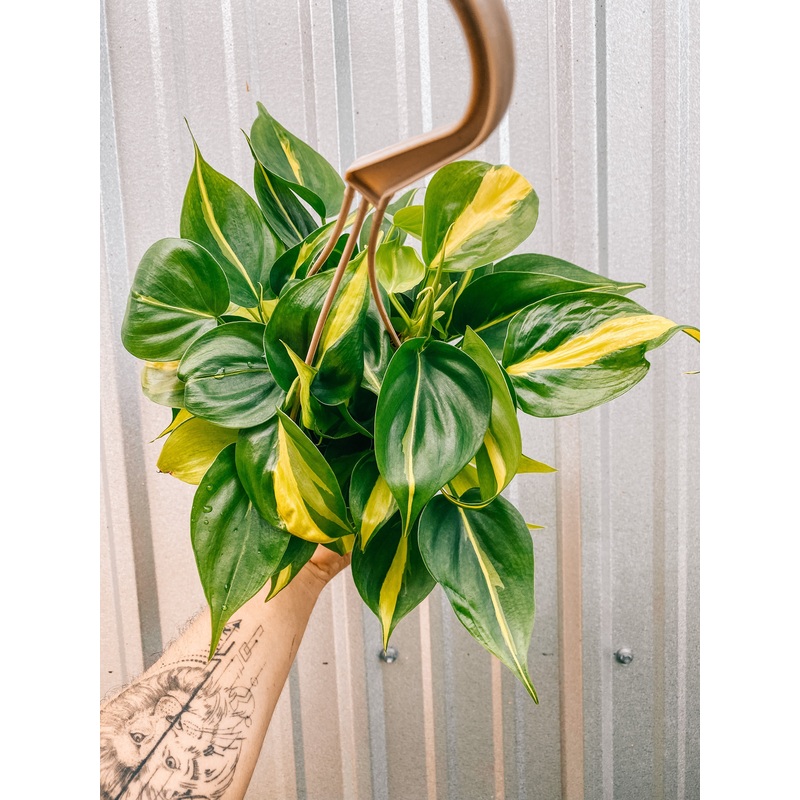 4.5 Philodendron ‘Brasil’ (Hanging Basket)