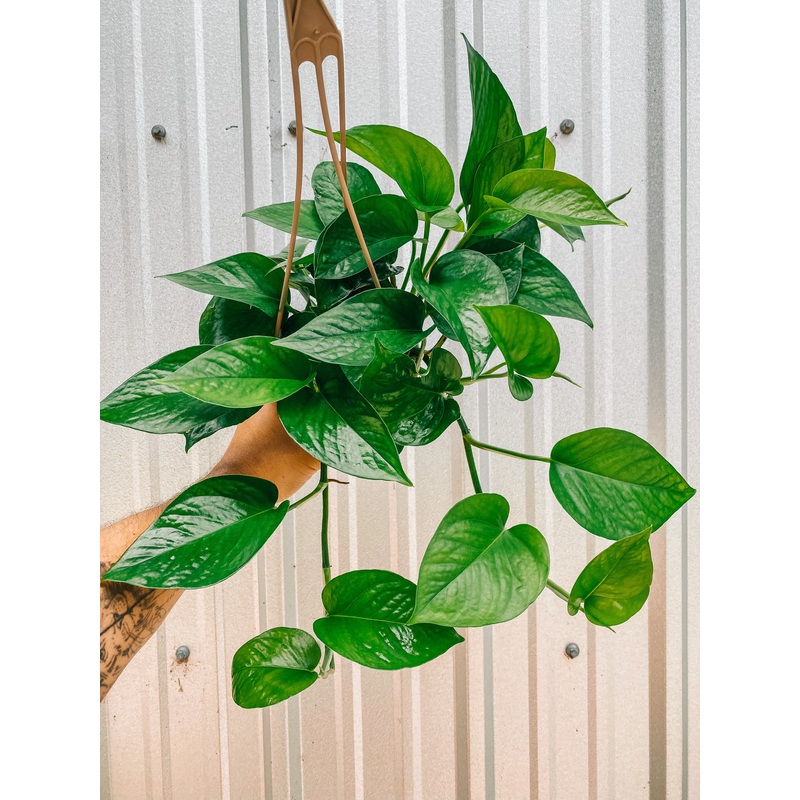 4.5 Pothos ‘Jade’ (Hanging Basket)