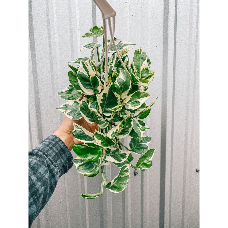 4.5 Pothos ‘Pearls and Jade’ (Hanging Basket)