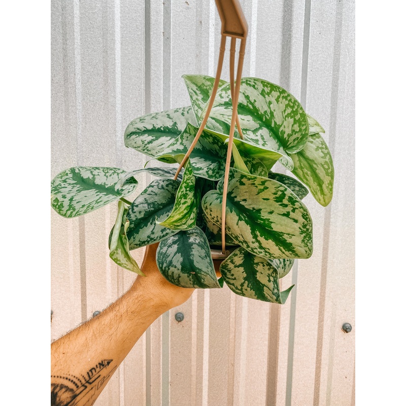 4.5 Scindapsus ‘Pictus Exotica’ (Hanging Basket)