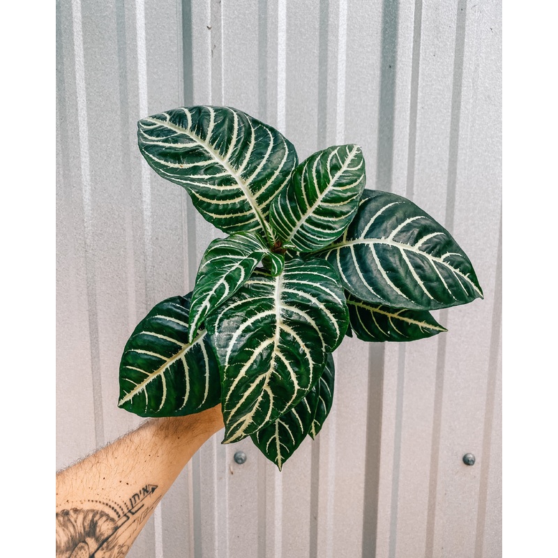 4 Aphelandra ‘Zebra Plant