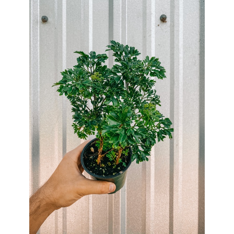 4 Aralia ‘Parsley’