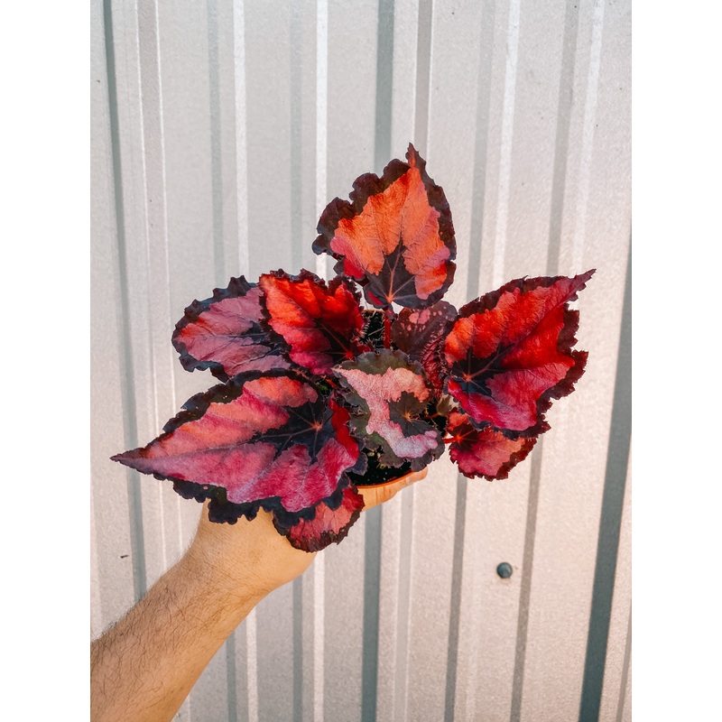 4 Begonia ‘Harmony’s Red Robin’