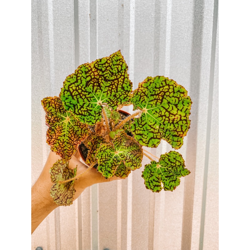4 Begonia Hybrid ‘Nile’