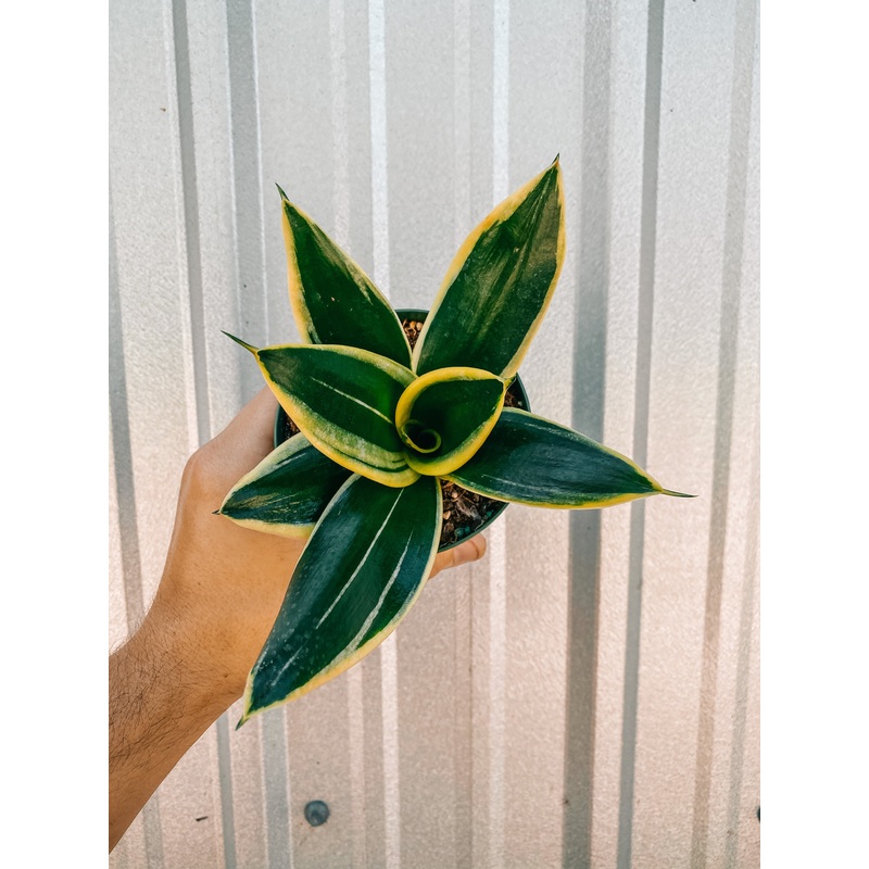 4 Bird’s Nest Sansevieria ‘Black Gold Hahnii’