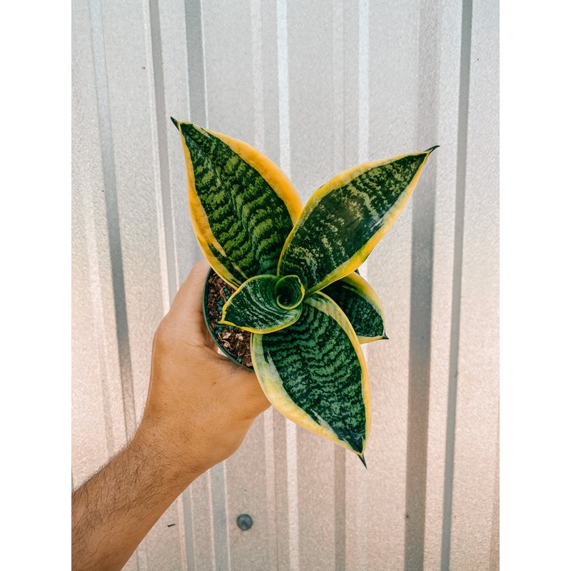 4 Bird’s Nest Sansevieria ‘Superba’