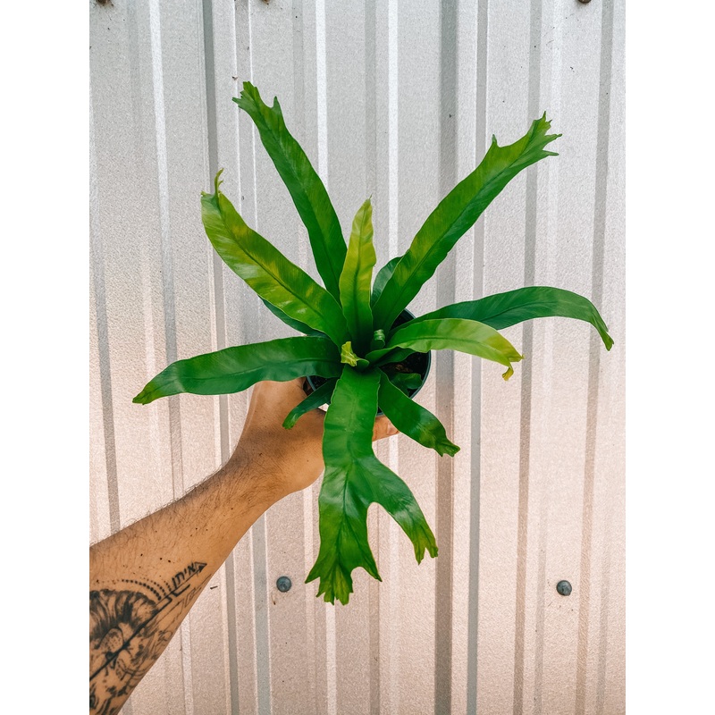 4 Birds Nest Fern ‘Crissie’
