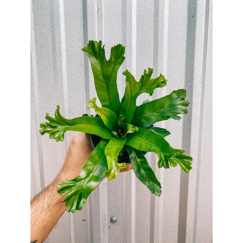 4 Birds Nest Fern ‘Leslie’