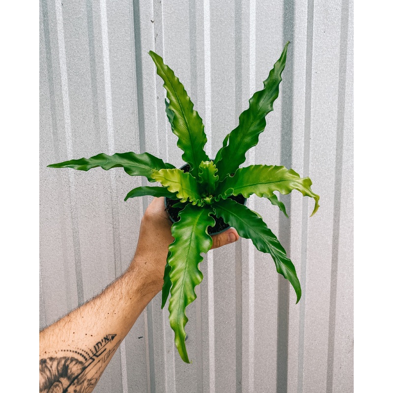4 Birds Nest Fern ‘Victoria’
