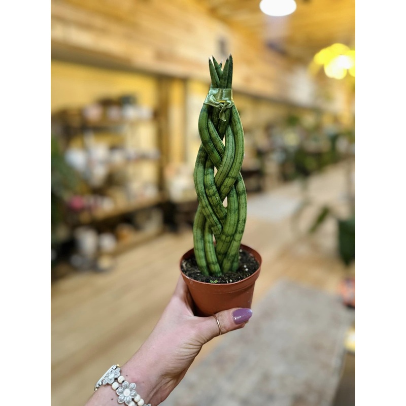 4 Braided Snake Plant