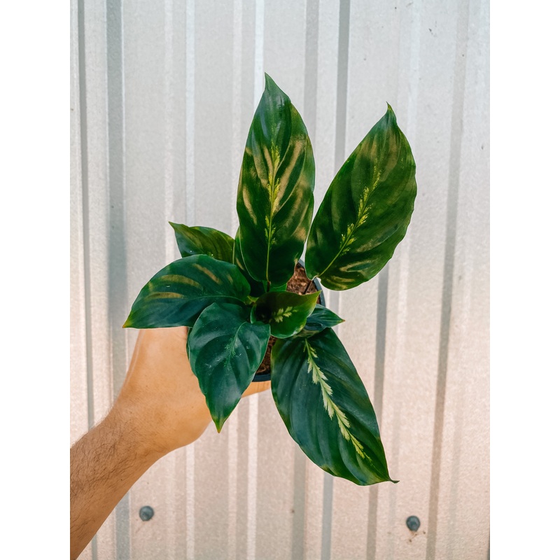 4 Calathea ‘Misto’