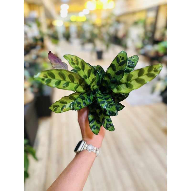 4 Calathea Rattlesnake