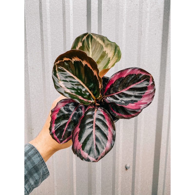 4 Calathea ‘Red Rojo’