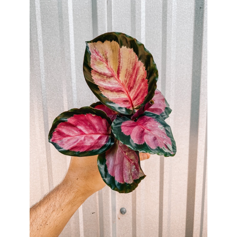 4 Calathea ‘Rosy’