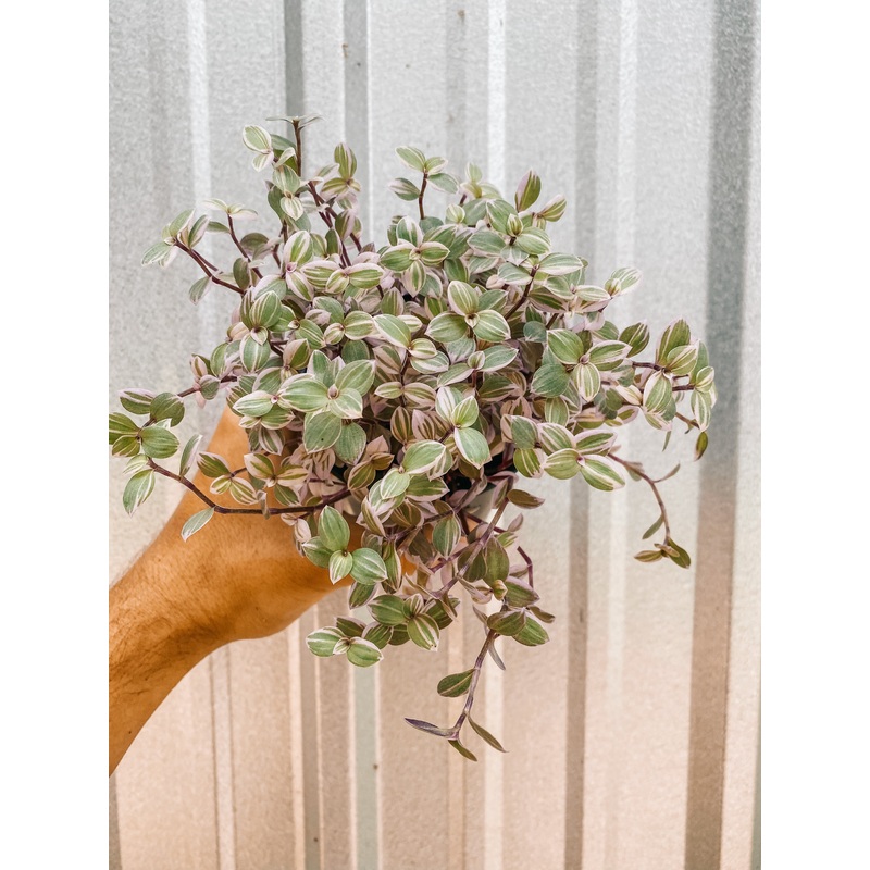 4 Callisia Repens Variegated ‘Pink Panther’